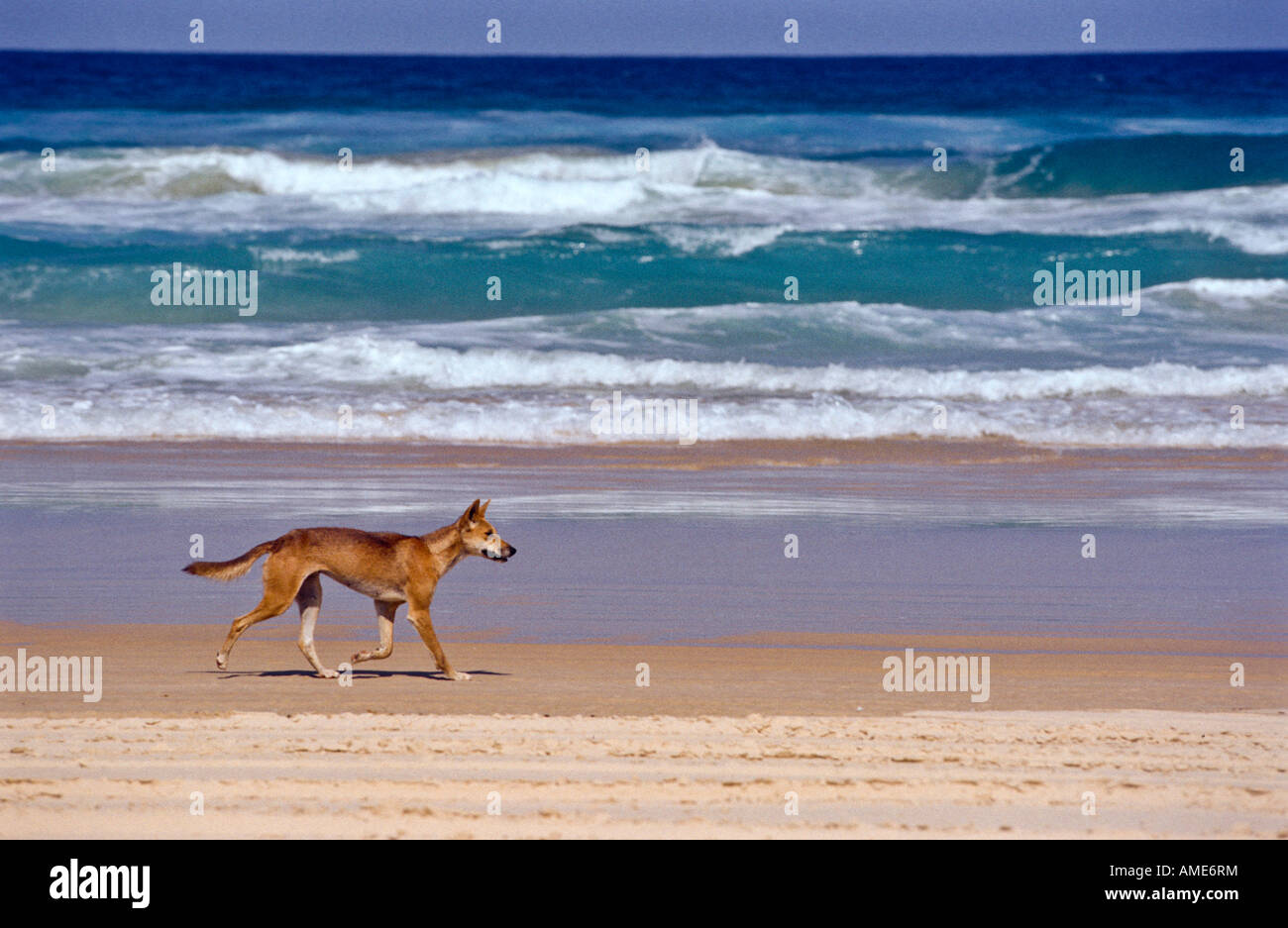 Wild dingo, Australia Stock Photo