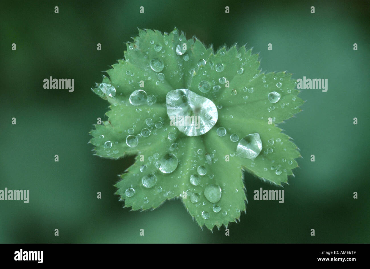lady's mantle (Alchemilla vulgaris agg.), drops of water on leaf, Germany Stock Photo