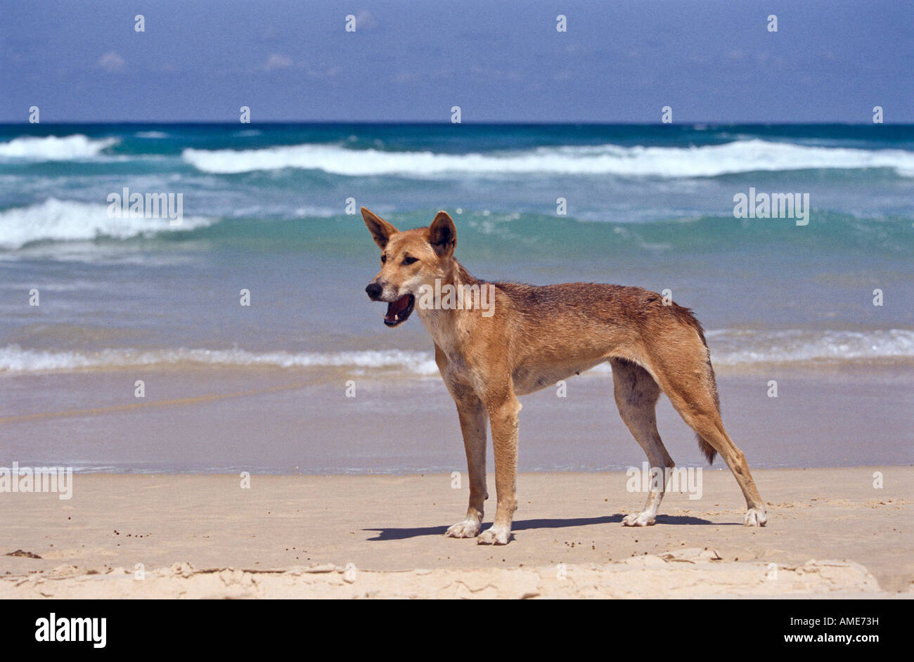 Wild dingo, Australia Stock Photo