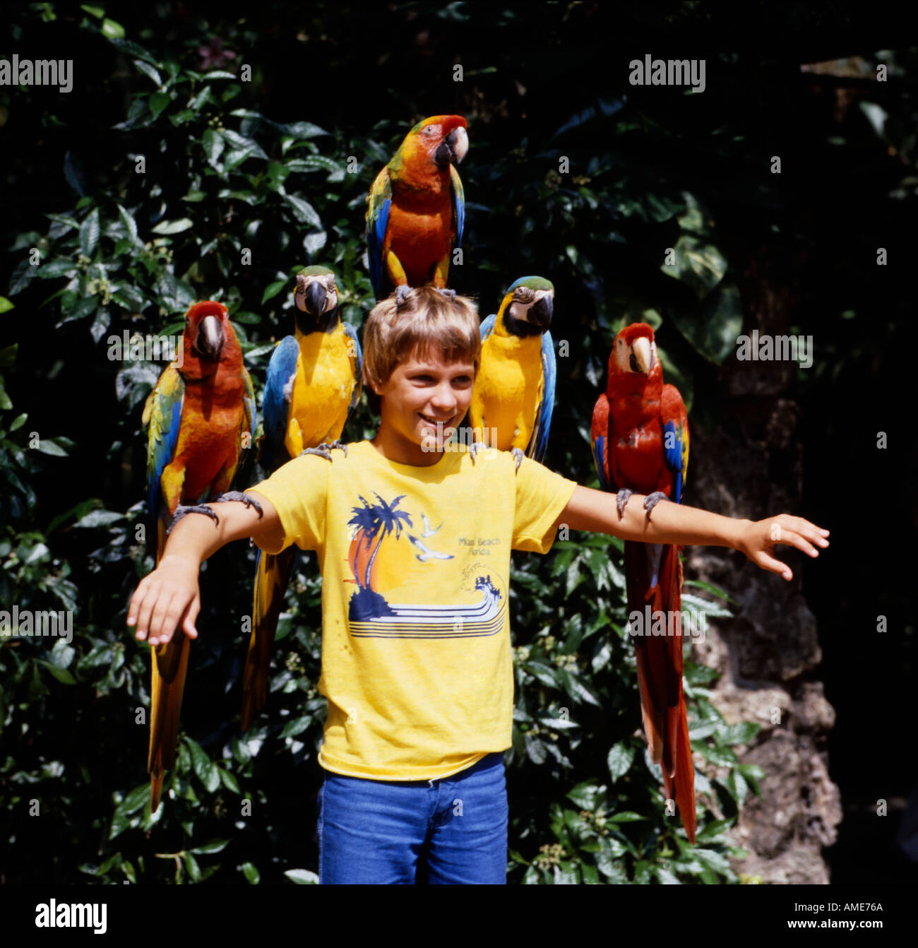 Enchanted young boy is holding out his arms on which are perched five multicolored parrots Stock Photo