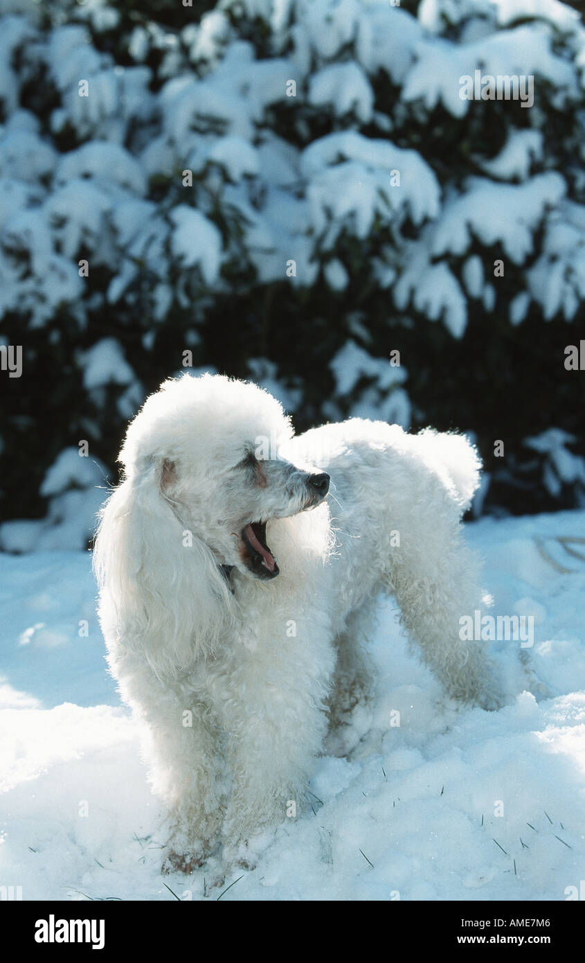 Poodle canis lupus f familiaris hi-res stock photography and images - Alamy