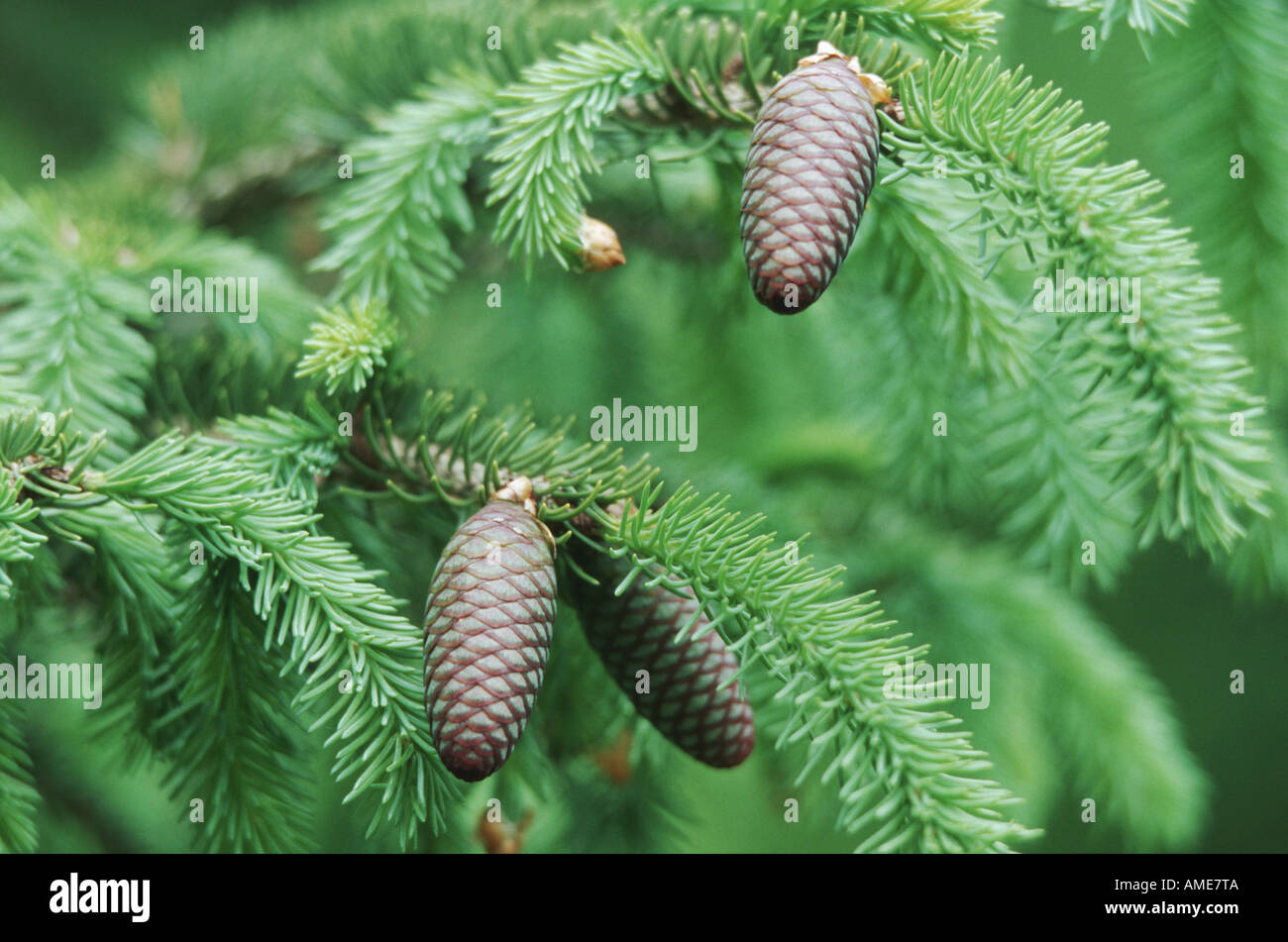 Sakhalin Spruce (Picea glehnii), branches with cones Stock Photo