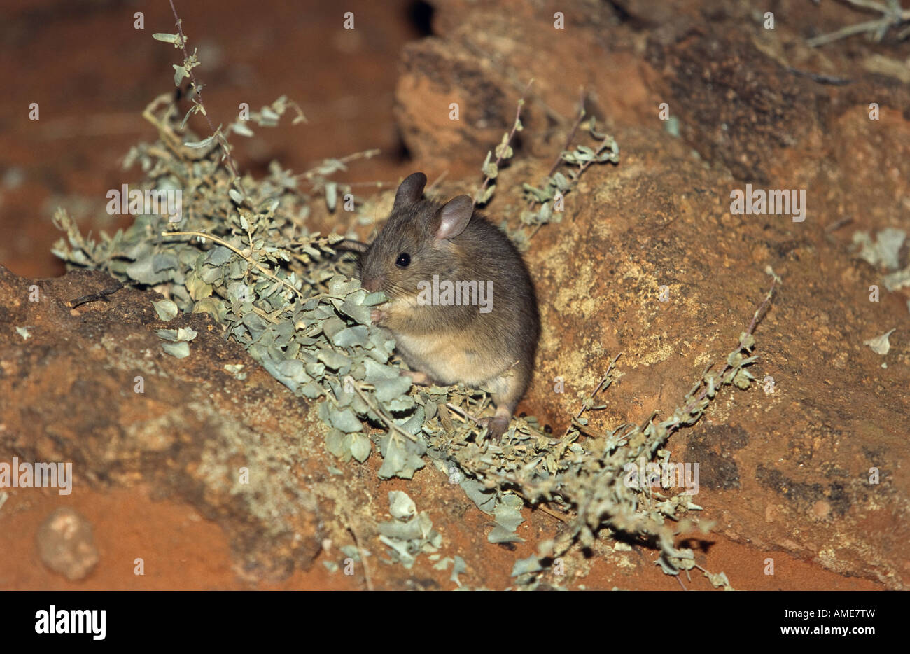 [Greater “Stick-Nest Rat”] Australia Stock Photo