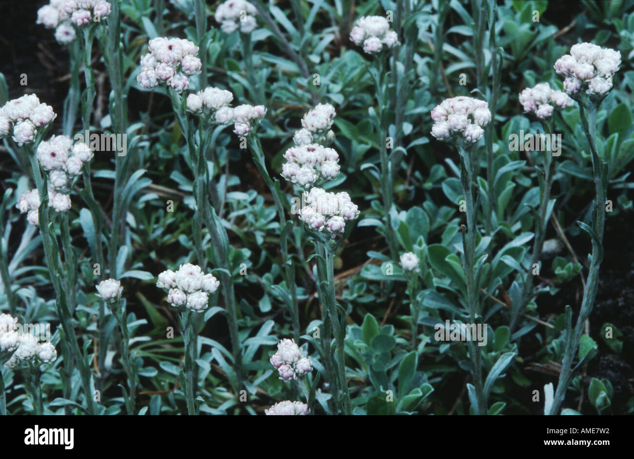 cat's-foot, mountain everlasting (Antennaria dioica), blooming Stock Photo