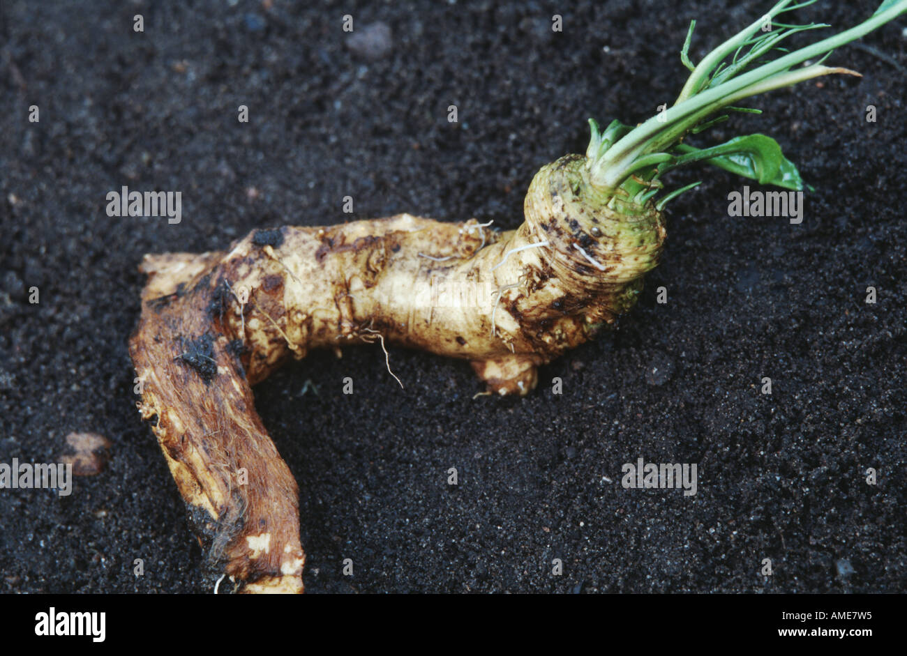 horse-radish (Armoracia rusticana), root Stock Photo - Alamy
