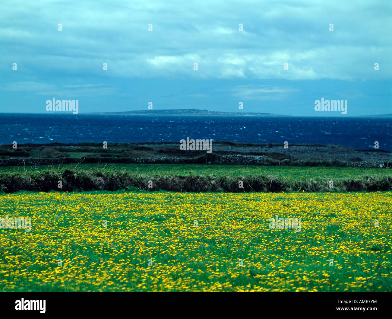 irelands coastal landscape with small field and wild flowers, county clare, wild atlantic way Stock Photo