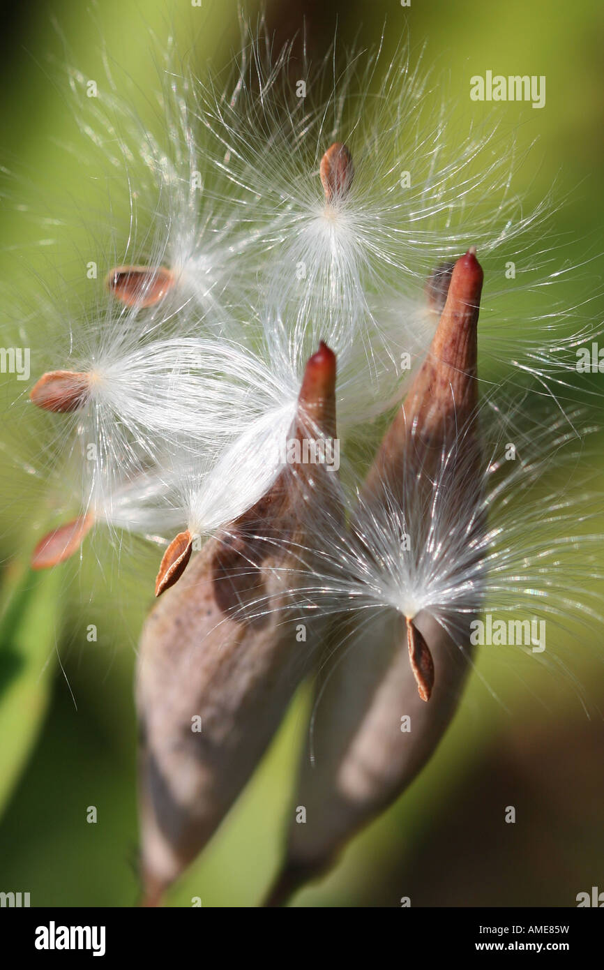 Closeup of COMMON MILKWEED ASCLEPIAS SYRIACA Managed Common milkweed seeds blowing in the wind nobody from above hi-res Stock Photo