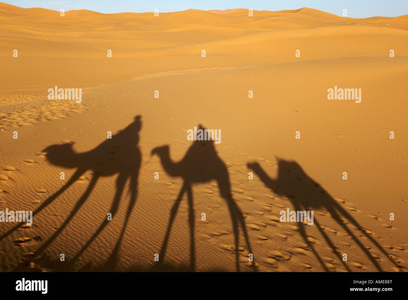 Shadow of three dromedary camels in the sand dunes of Erg Chebbi near Merzouga in eastern Morocco. Stock Photo