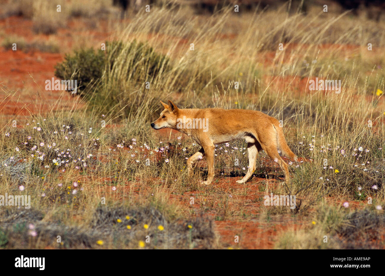 Dingo profile portrait australia hi-res stock photography and images ...