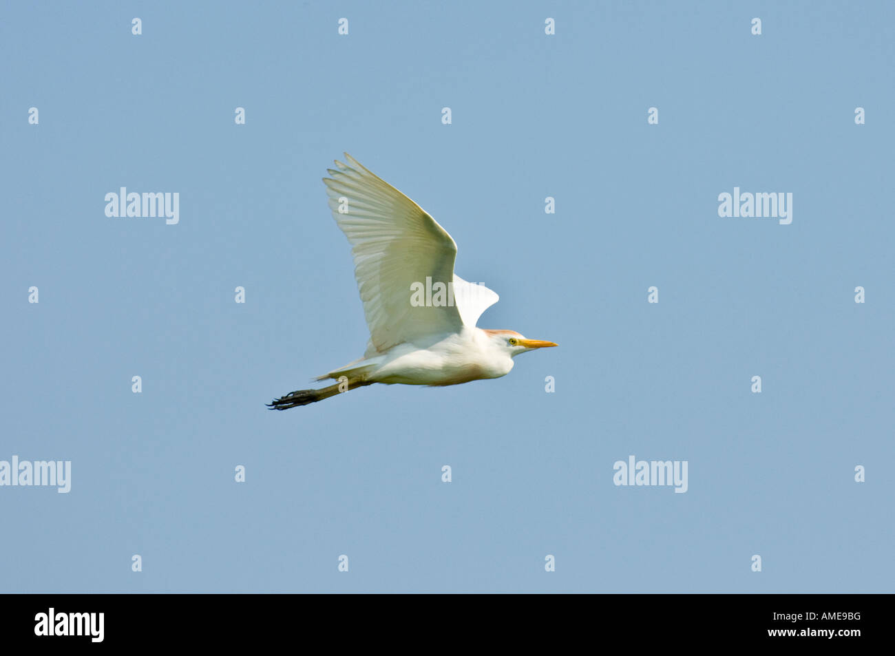 Cattle Egret (Bubulcus ibis) in Flight Stock Photo