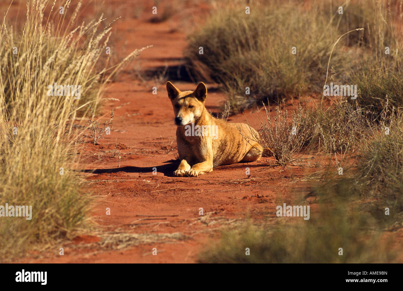 Wild dingo, Australia Stock Photo