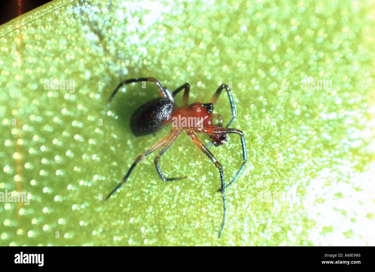 common butterwort (Pinguicula vulgaris), captured ant Stock Photo