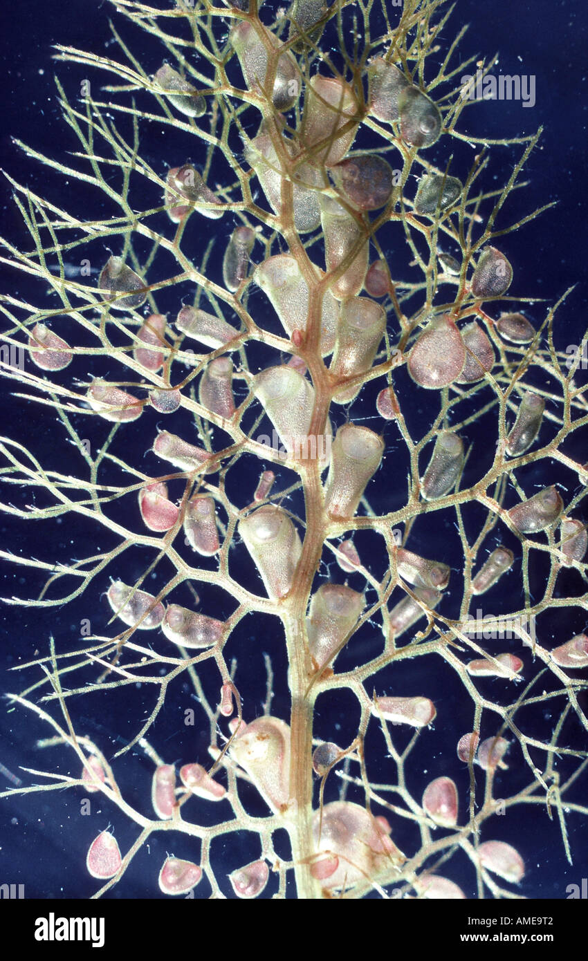 common bladderwort, greater bladderwort (Utricularia vulgaris), utricles under water Stock Photo