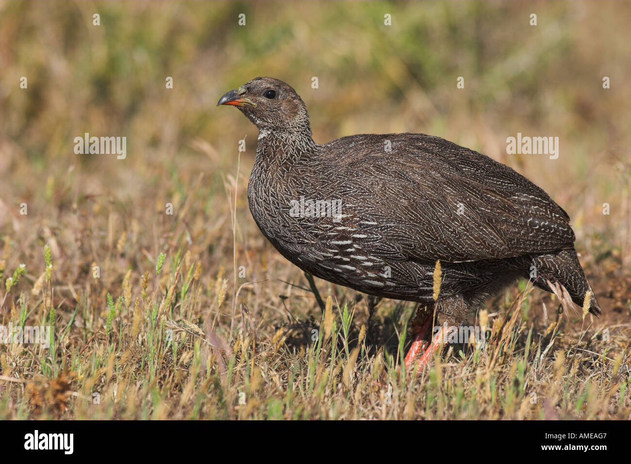 natal francolin (Francolinus natalensis), sitting on meadow, South Africa, De Hoop Nature Reserve Stock Photo
