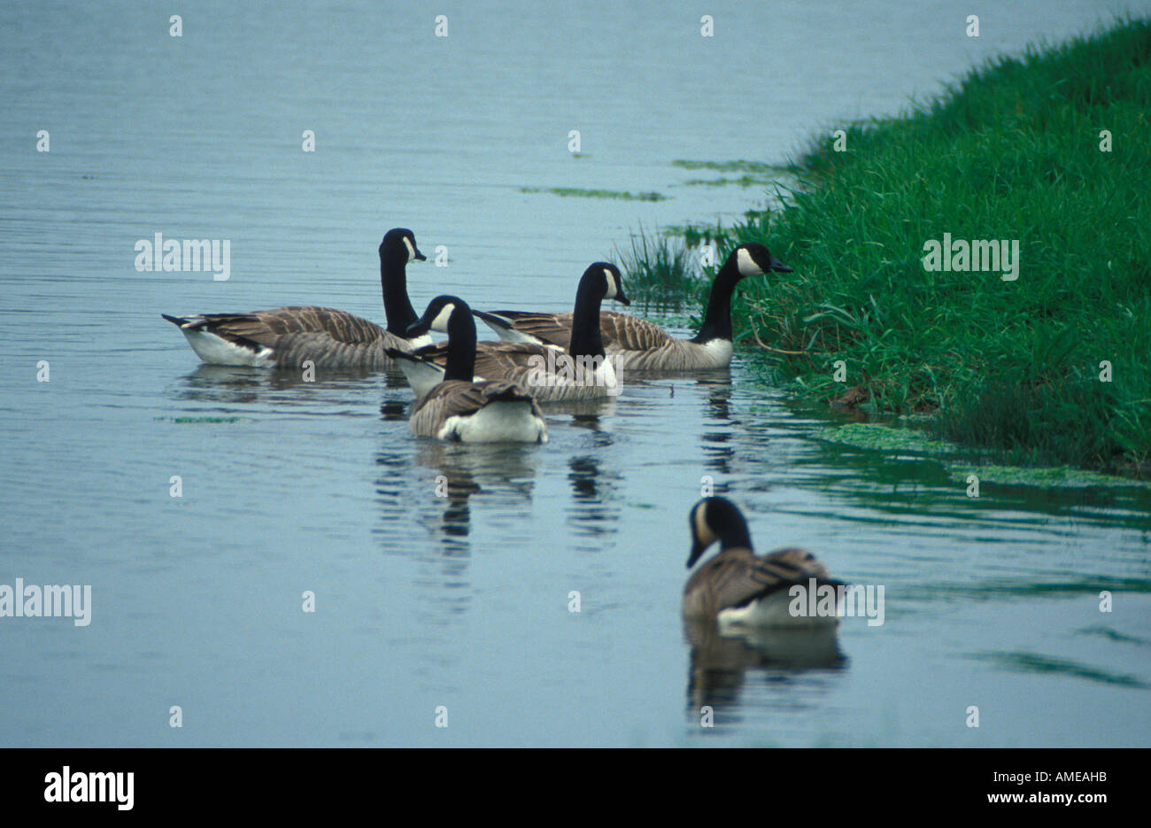 Canada geese UK Stock Photo - Alamy