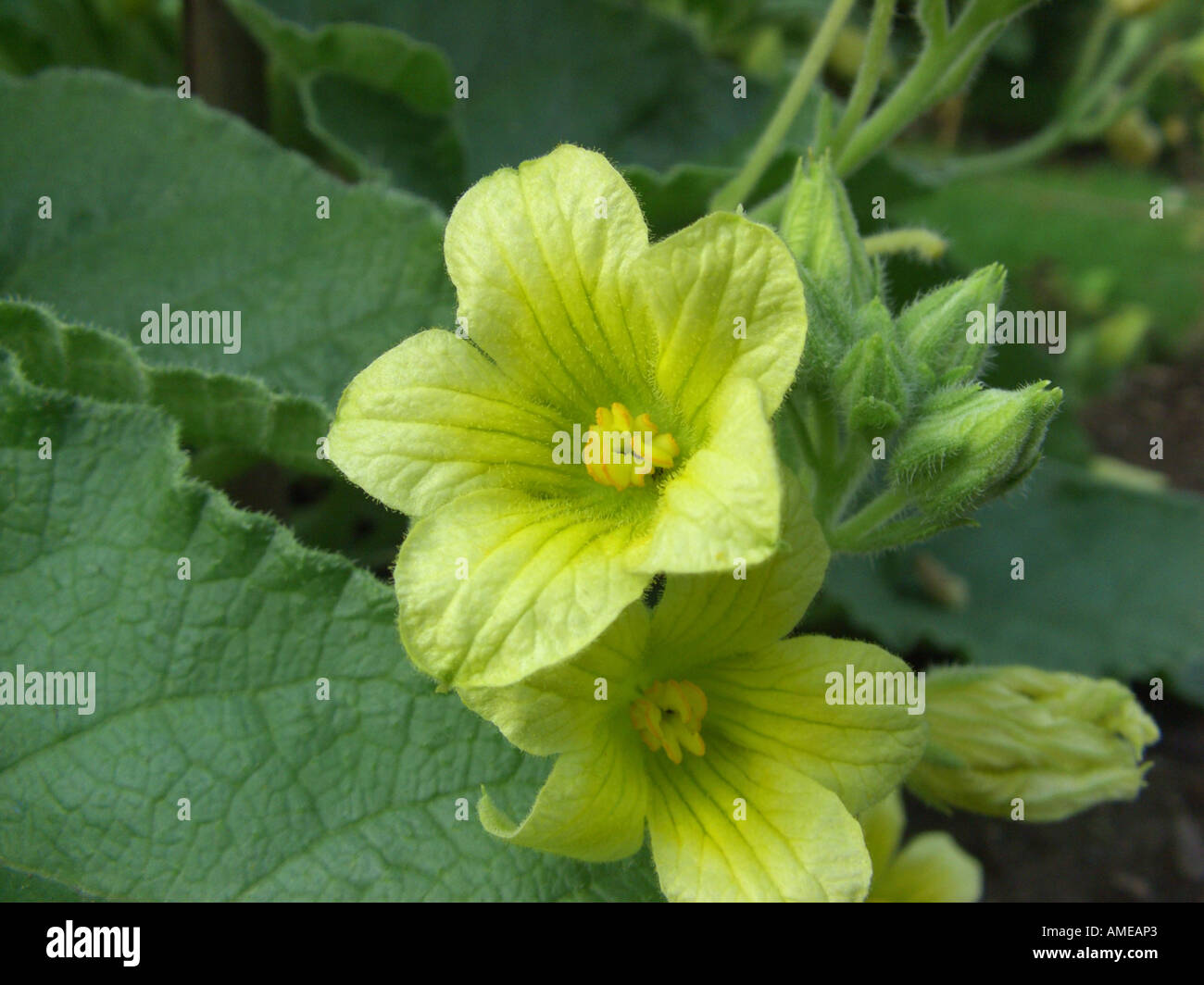 squirting cucumber, Wild Squirting Cucmber (Ecballium elaterium), flowers Stock Photo
