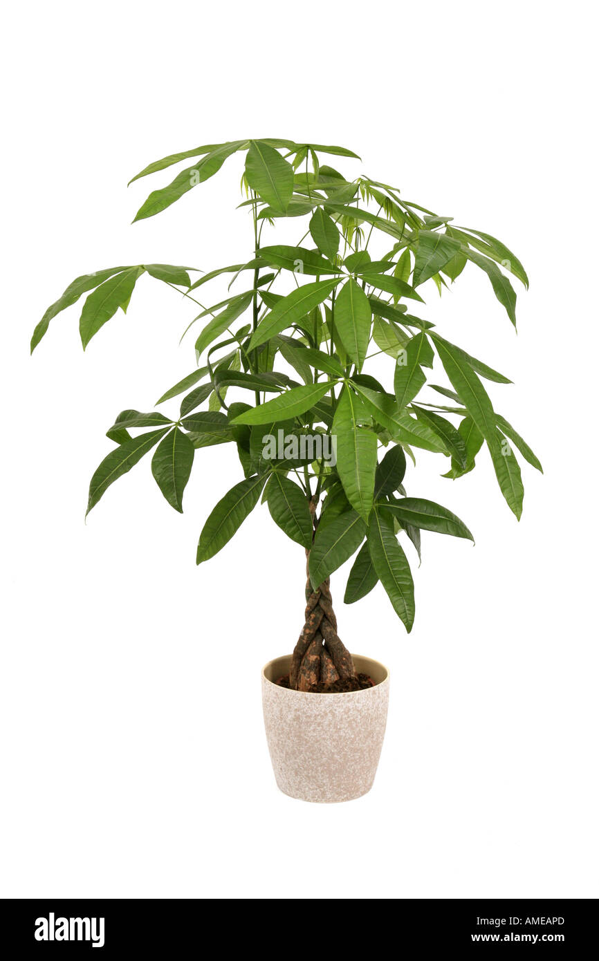 Provision Tree (Pachira aquatica), potted plant Stock Photo