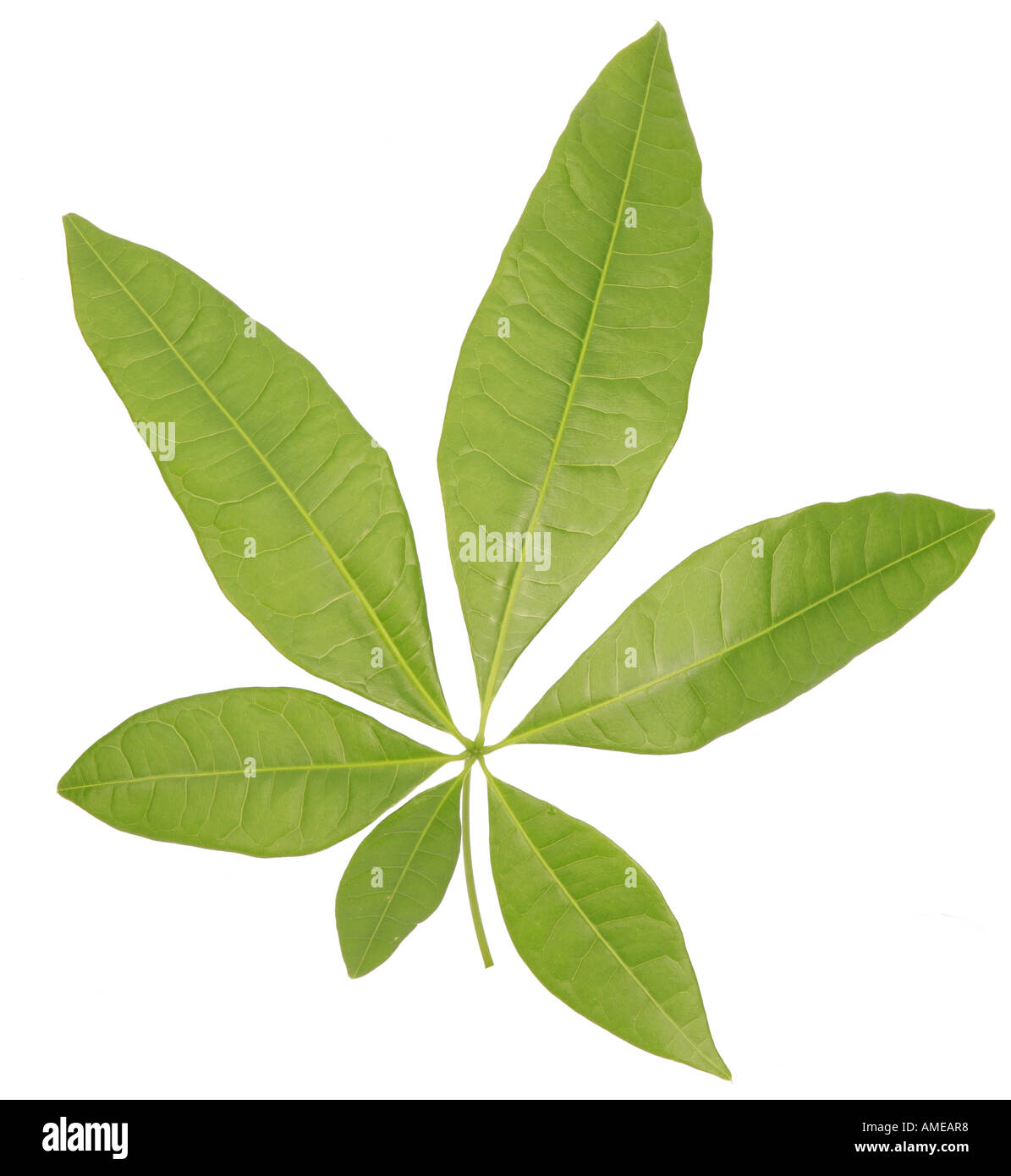 Provision Tree (Pachira aquatica), single leaf Stock Photo