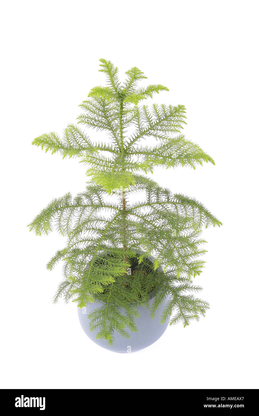 Norfolk Island Pine (Araucaria heterophylla, Araucaria excelsa), potted plant Stock Photo