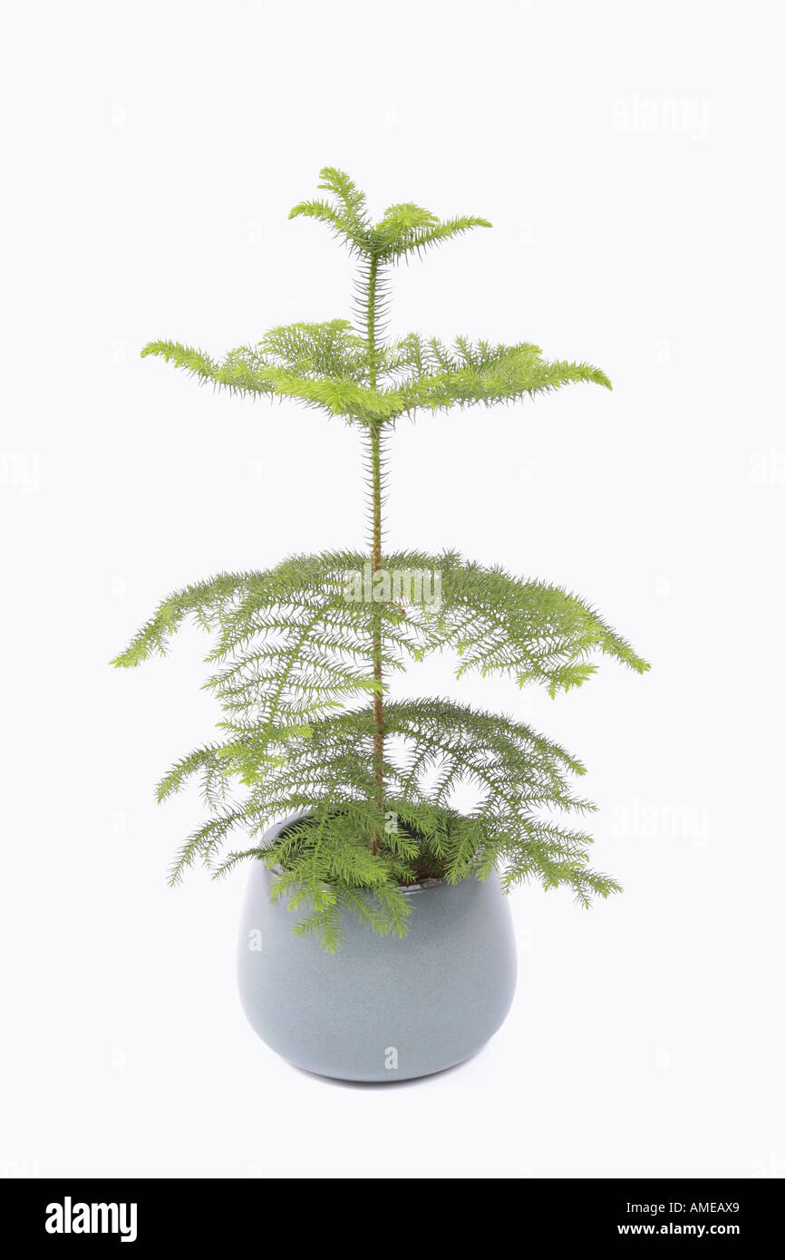 Norfolk Island Pine (Araucaria heterophylla, Araucaria excelsa), potted plant Stock Photo