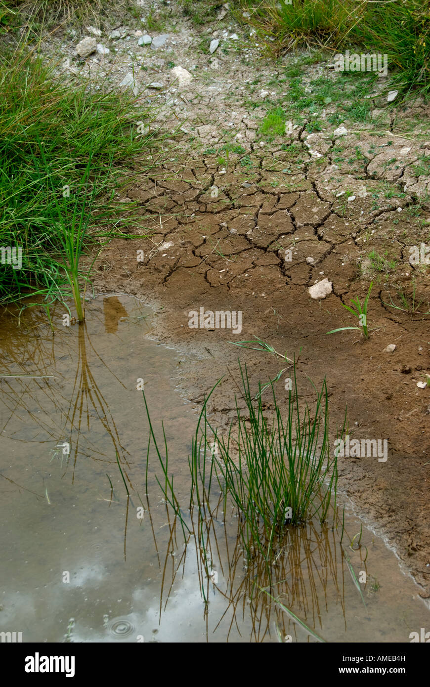 pond drying up in hot summer Stock Photo Alamy