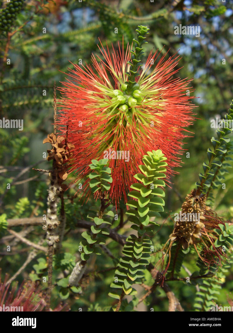 Ravensthorpe Bottlebrush, Bottlebrush (Beaufortia orbifolia), inflorescence Stock Photo