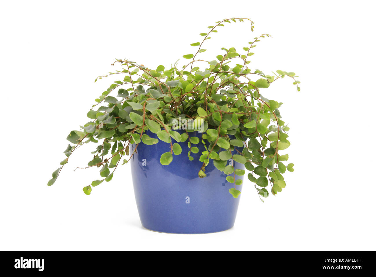Roundleaf Fern, Button Fern (Pellaea rotundifolia), potted plant Stock Photo