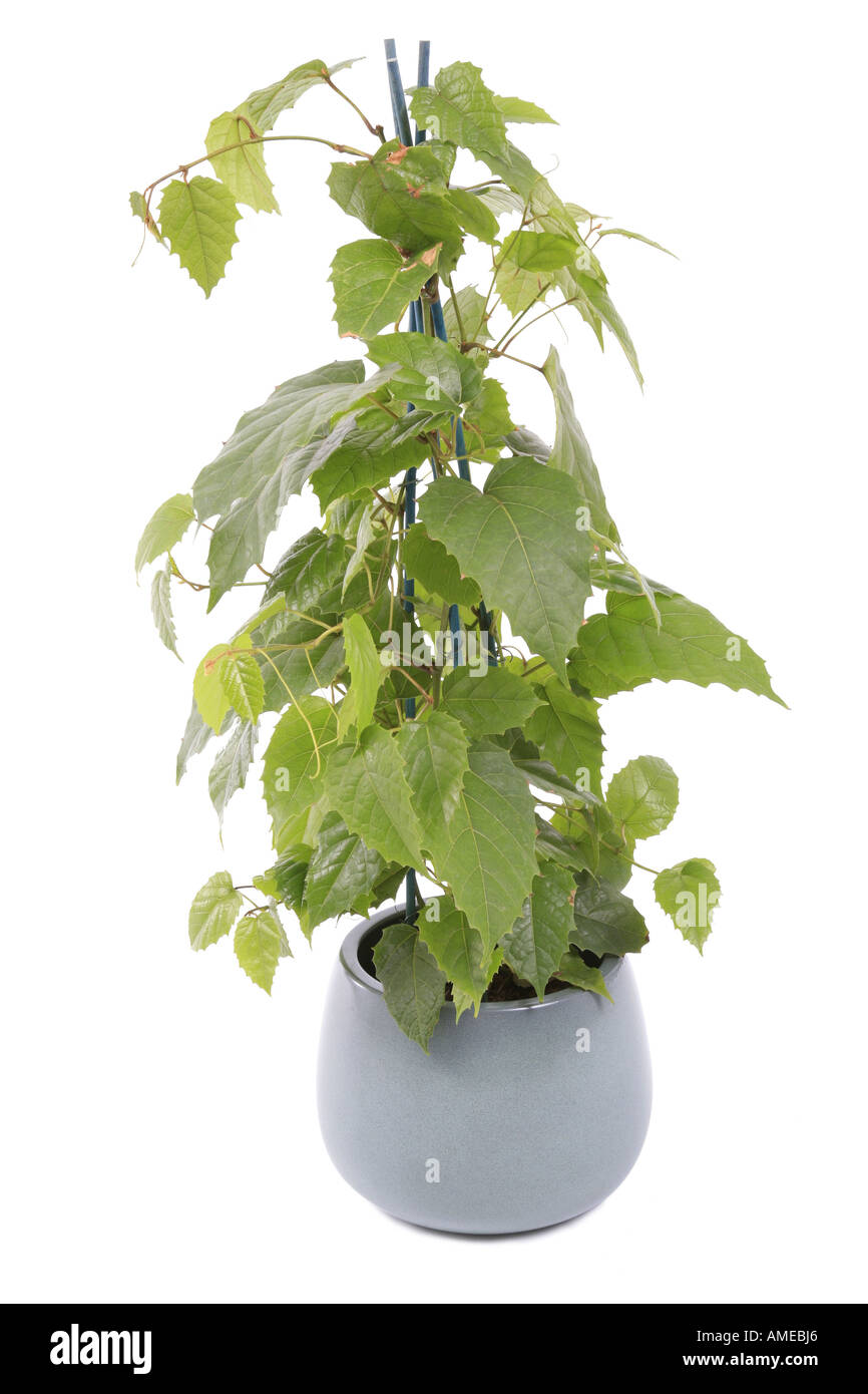 kangaroo vine (Cissus antarctica), potted plant Stock Photo