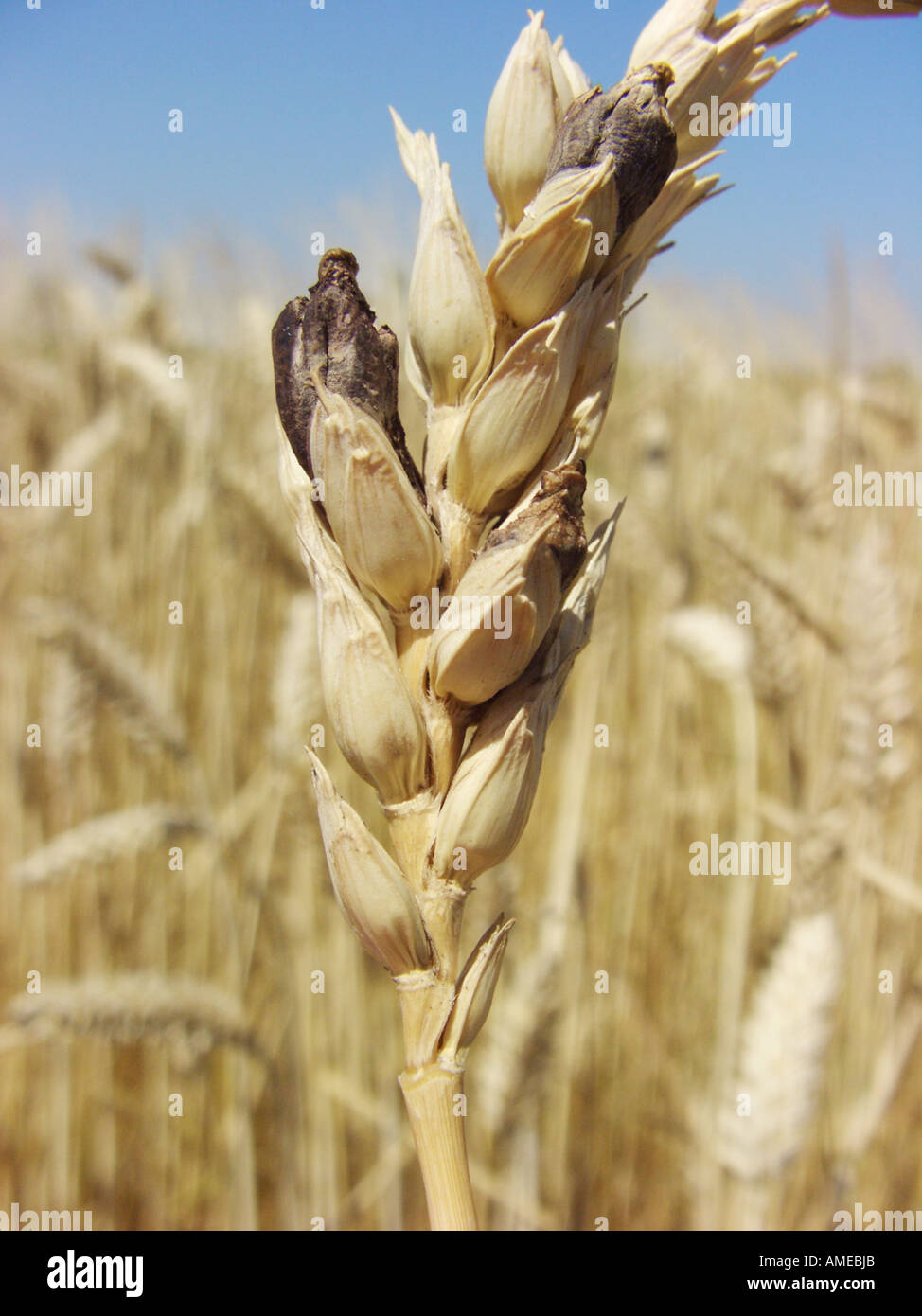 Ergot blood root claviceps spec hires stock photography and images Alamy