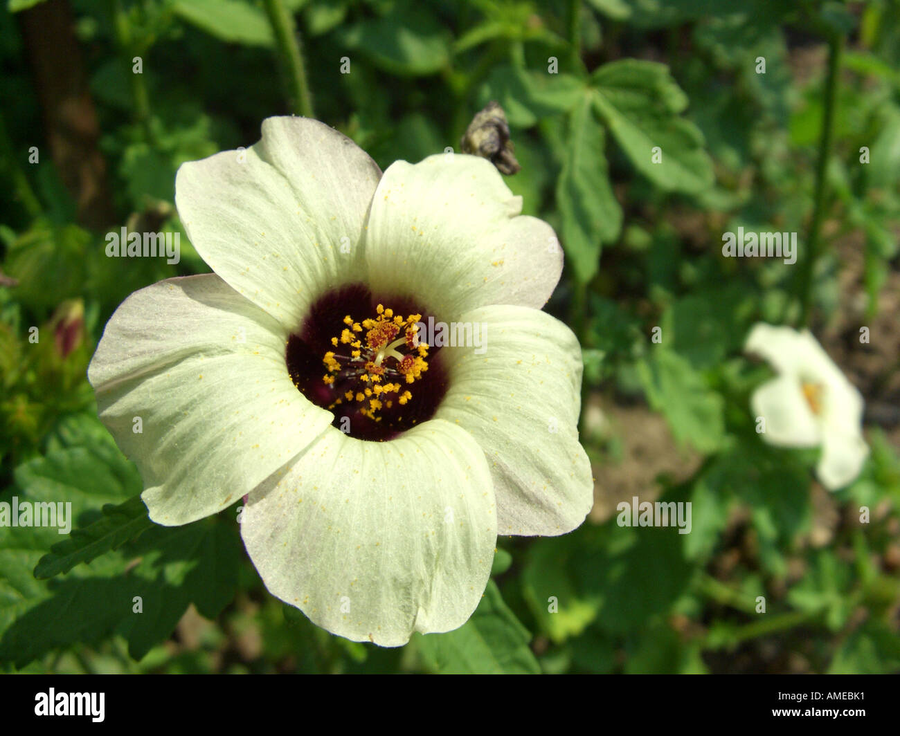 bladder ketmia, flower-of-an-hour, venice mallow (Hibiscus trionum), flower Stock Photo