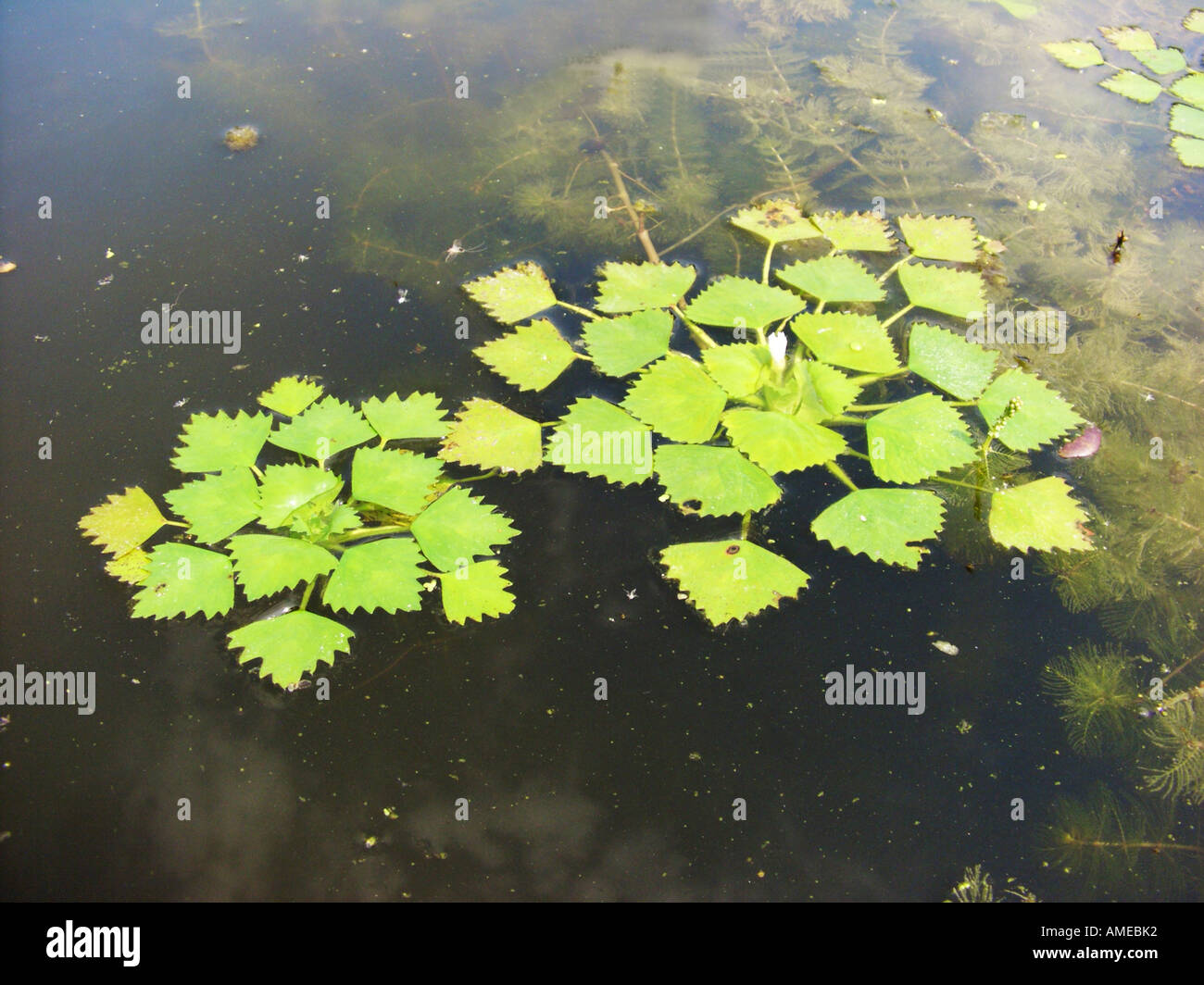 water chestnut (Trapa natans), blooming, floating plant Stock Photo