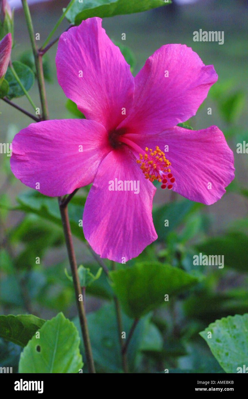 Chinese hibiscus (Hibiscus rosasinensis), flower Stock Photo Alamy