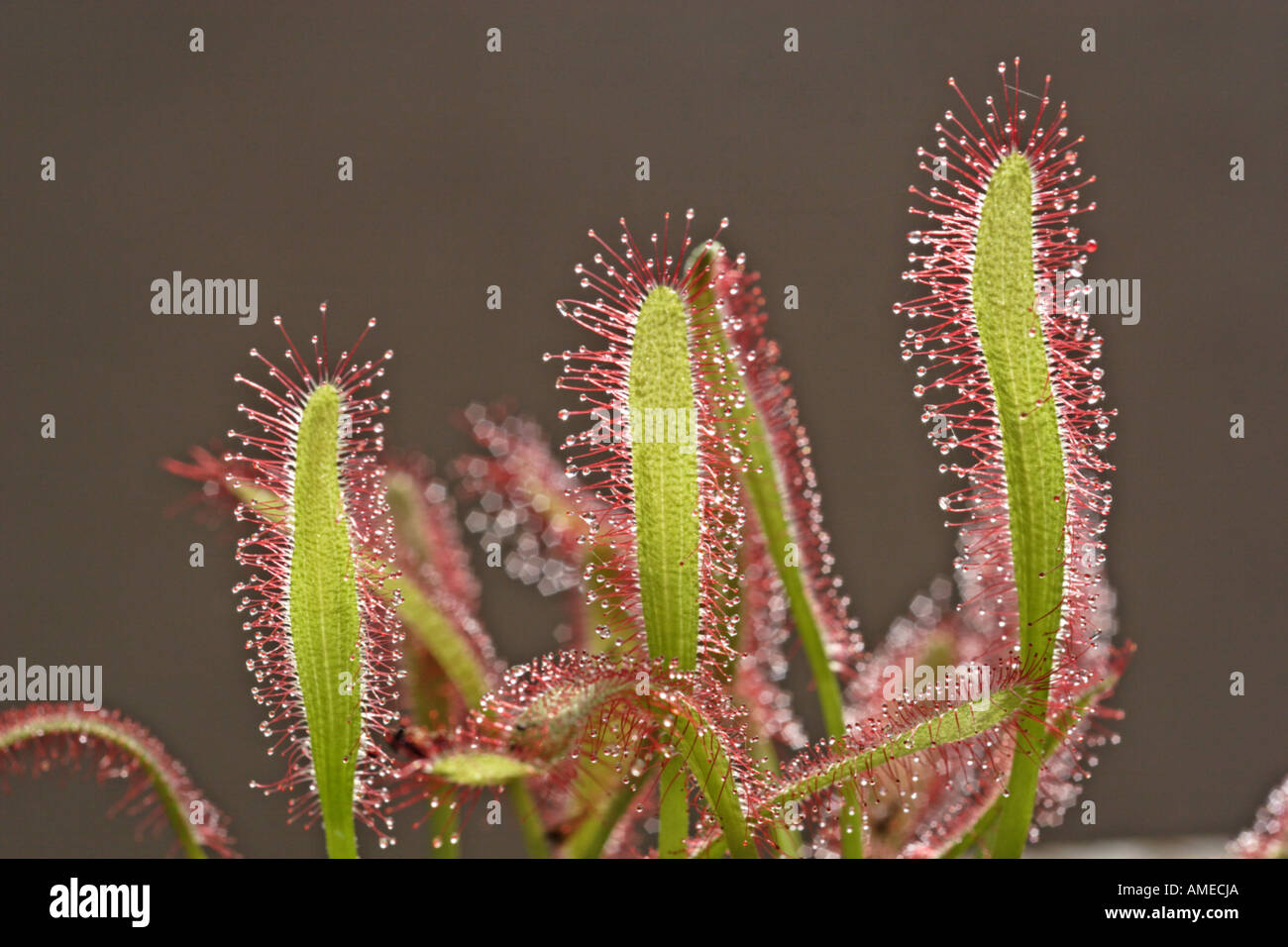 Glandular Hairs High Resolution Stock Photography and Images Alamy