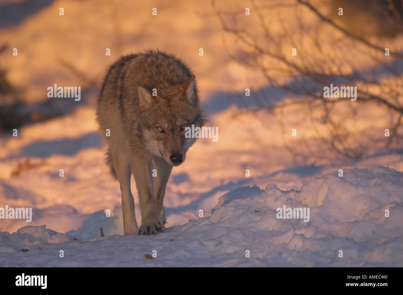 European gray wolf (Canis lupus lupus), single animal in the enclosure ...
