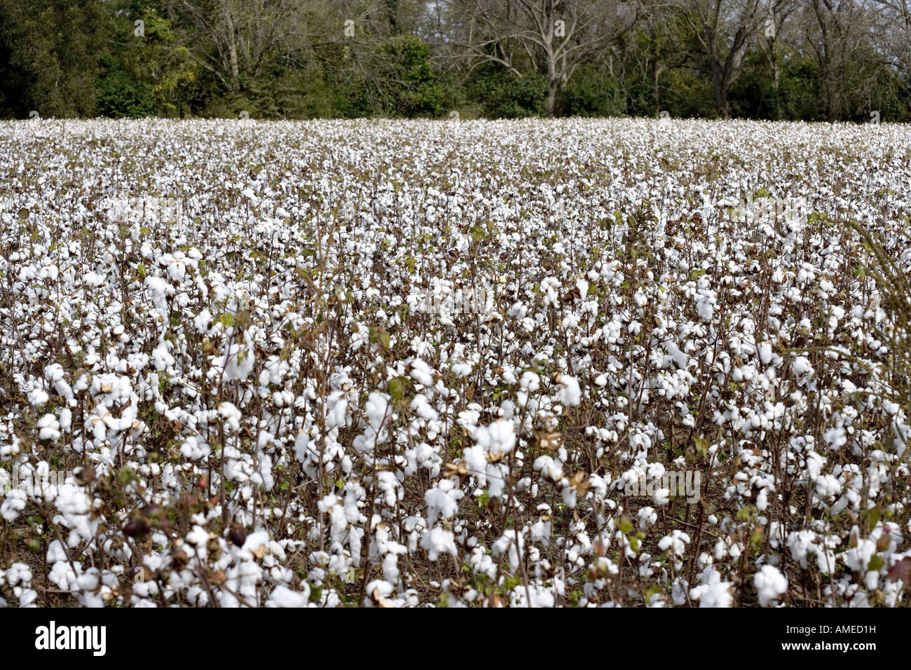 Cotton fields Stock Photo Alamy