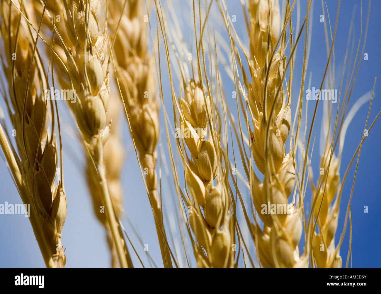 Stalks of Wheat against a Blue Sky Stock Photo