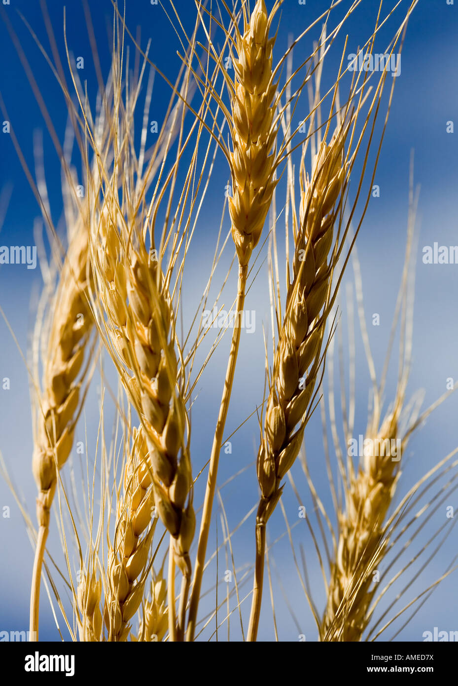 Stalks of Wheat against a Blue Sky Stock Photo
