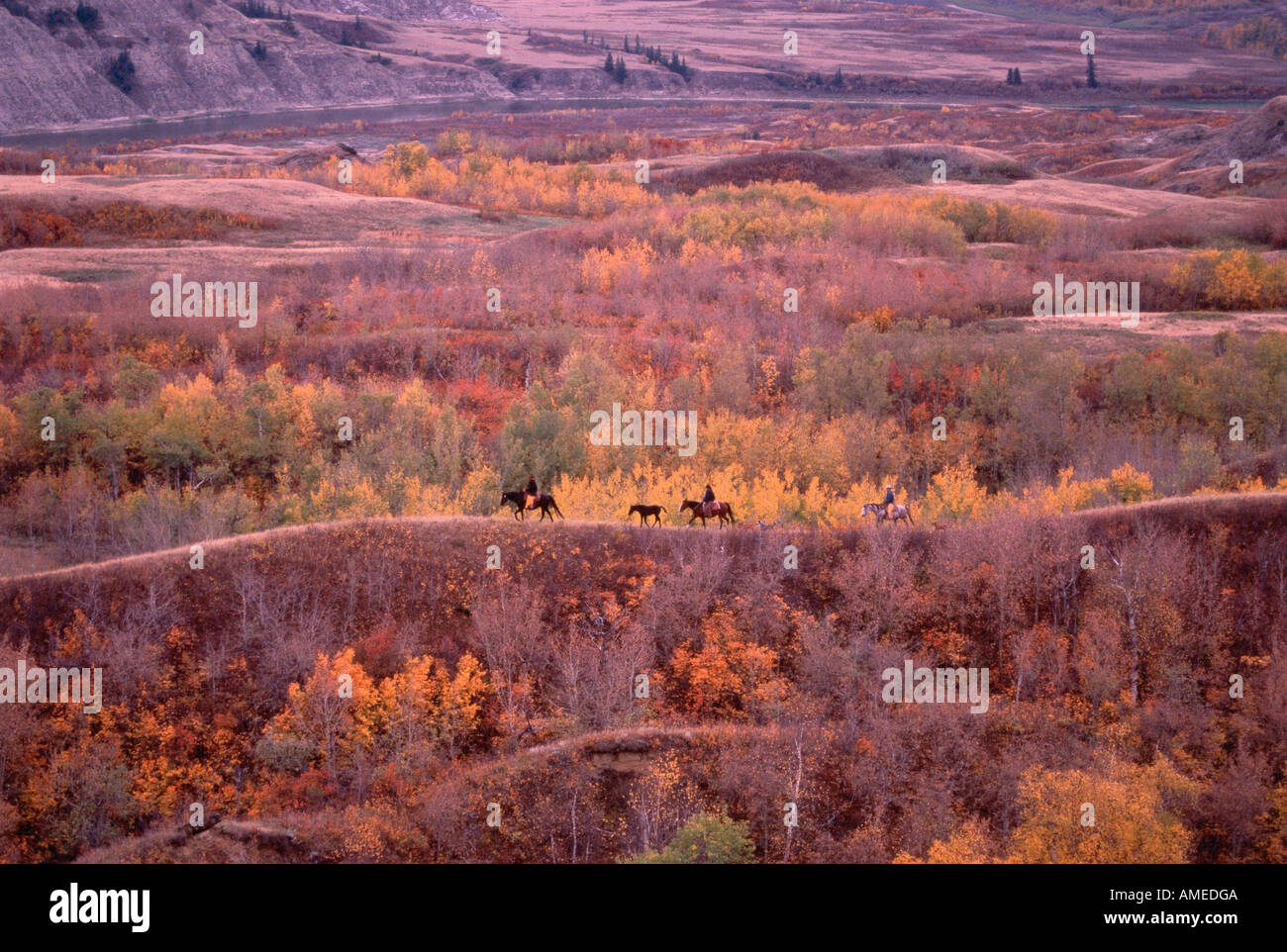 Trail Riding in Autumn, Dry Island Buffalo Jump Provincial Park, Alberta, Canada Stock Photo