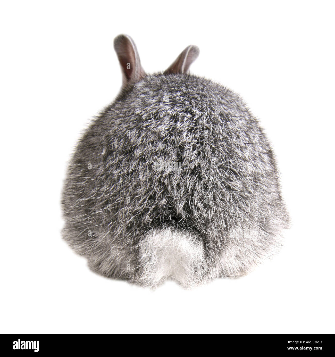 Rabbit tails Cut Out Stock Images & Pictures Alamy