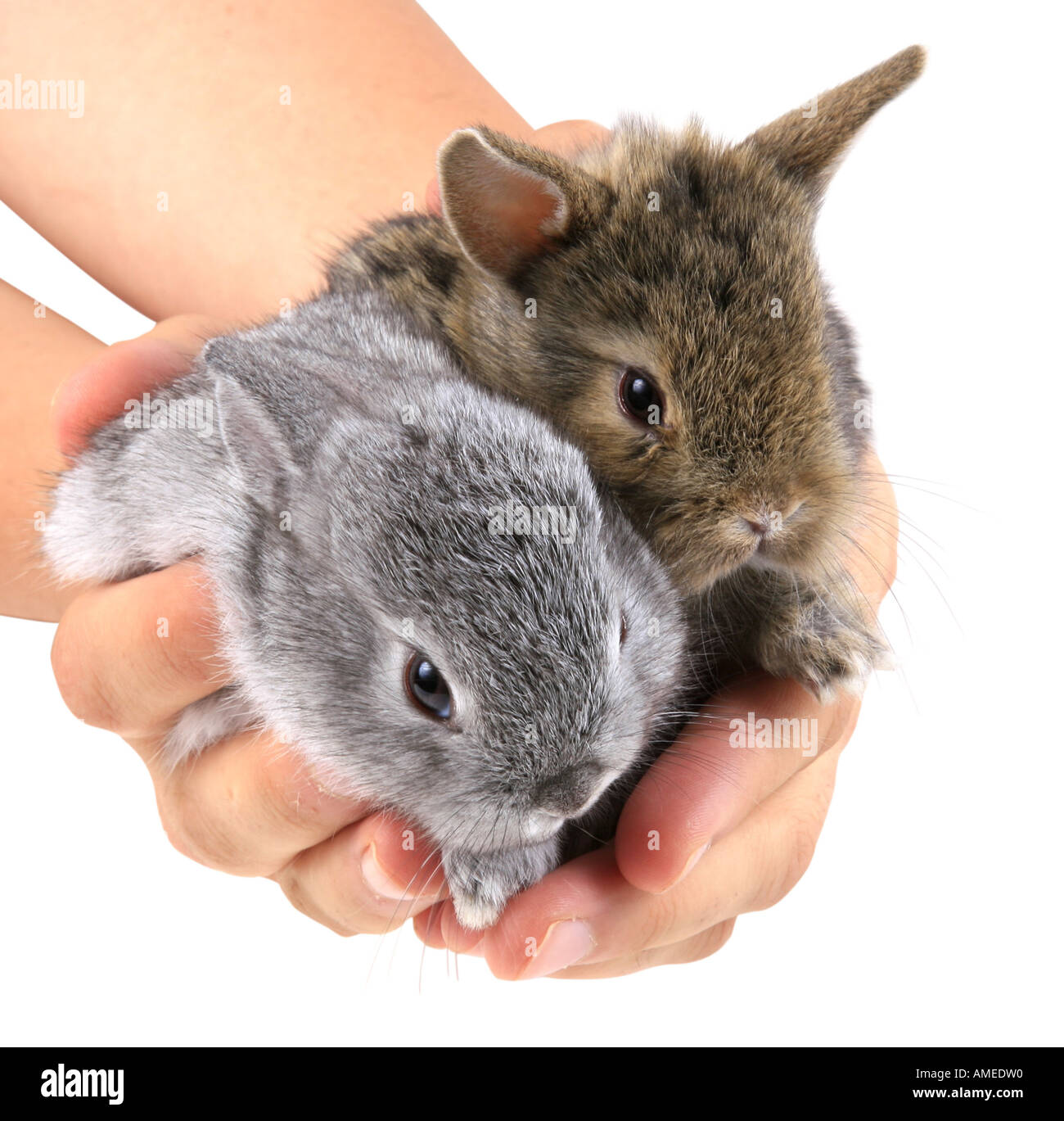 Two Rabbit Alamy domestic rabbit (Oryctolagus cuniculus f. domestica), two youngsters in ...