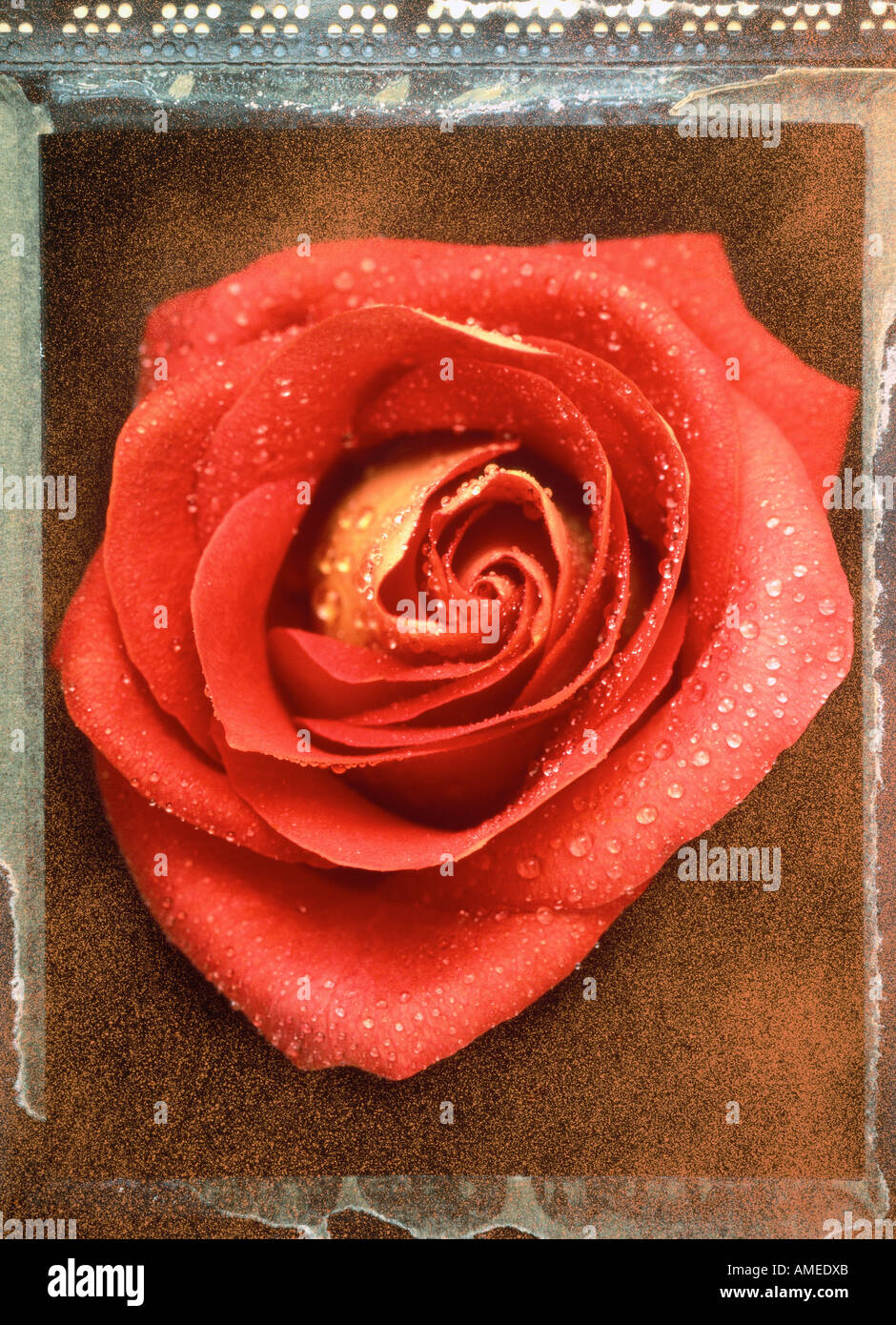 Rose flower frame hi-res stock photography and images - Alamy