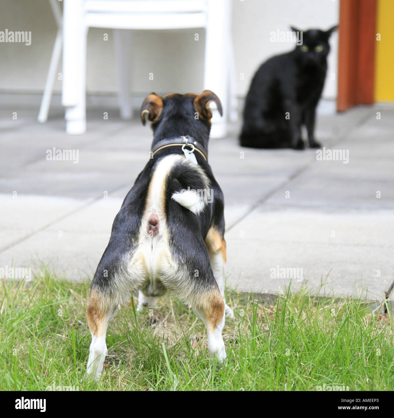 Jack Russell Terrier (Canis lupus f. familiaris), face to face with domestic cat Stock Photo