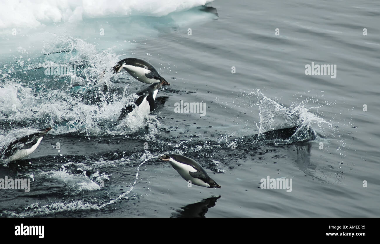 adelie penguin (Pygoscelis adeliae), group of animals jumping out of ...