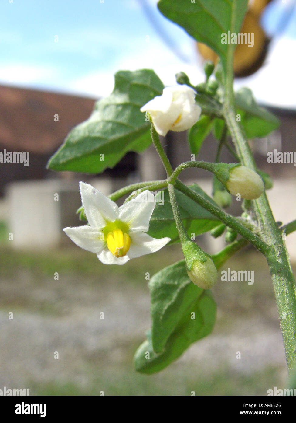 Black nightshade solanum nigrum poisonous hires stock photography and