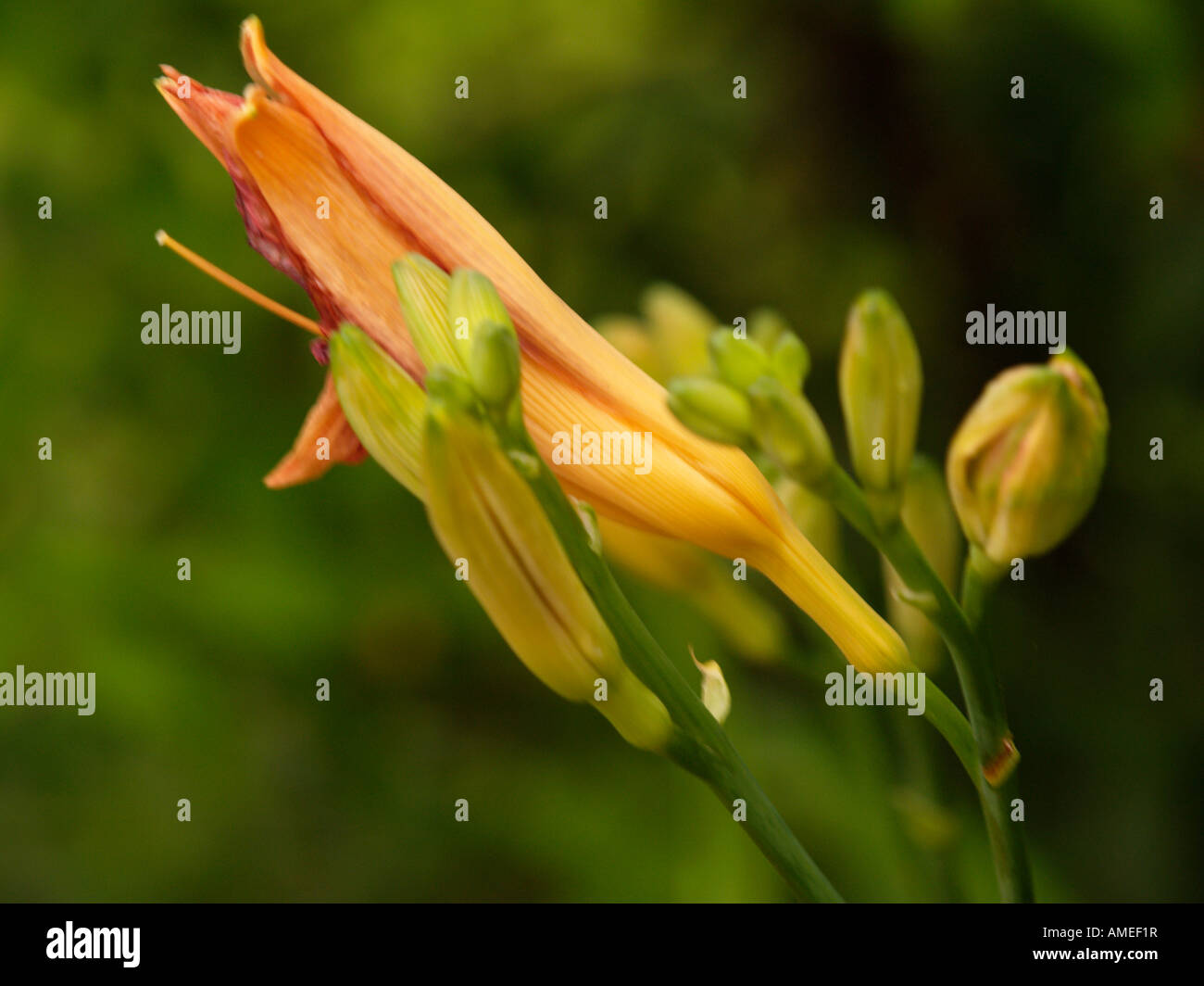 Hemerocallis day lily Stock Photo