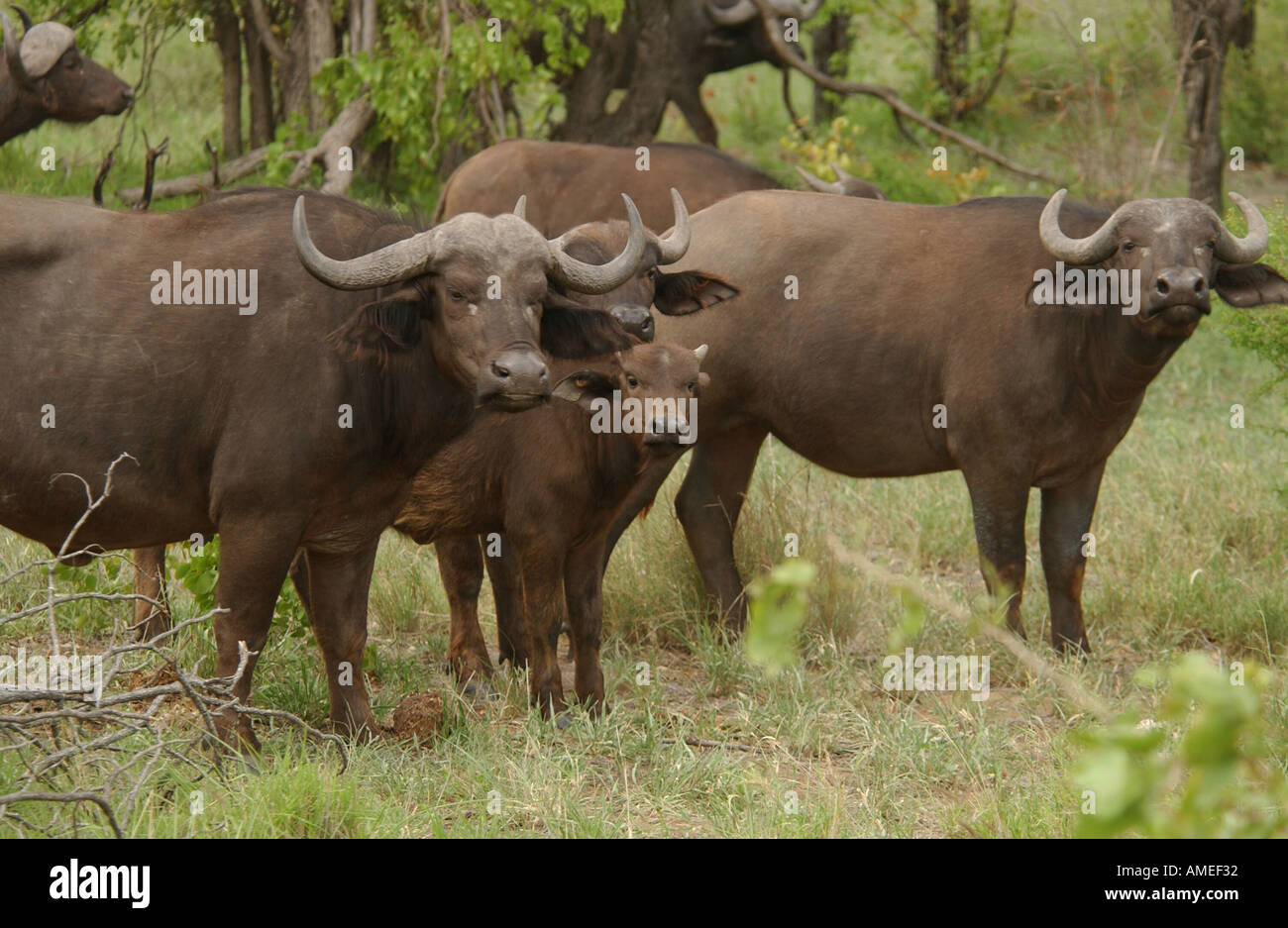Horn of africa families hi-res stock photography and images - Alamy