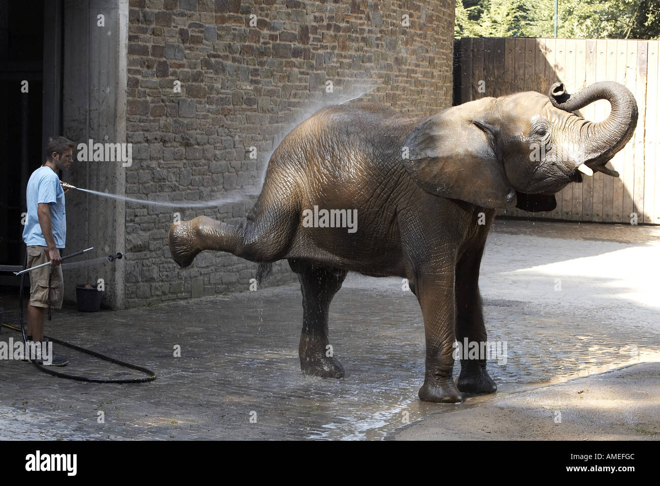 african-elephant-loxodonta-africana-single-animal-get-hosed-down-by-AMEFGC.jpg