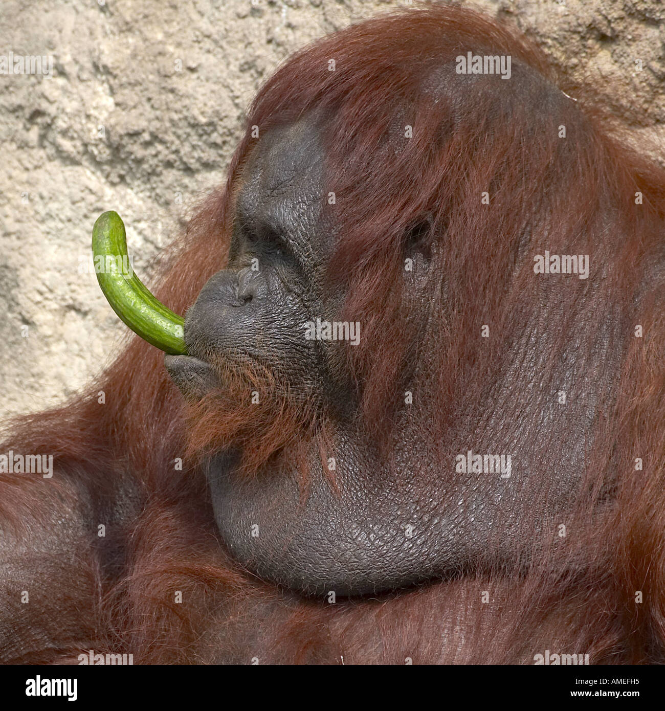 orang-utan, orangutan, orang-outang (Pongo pygmaeus), portrait of an adult male, with cucumber in the mouth Stock Photo