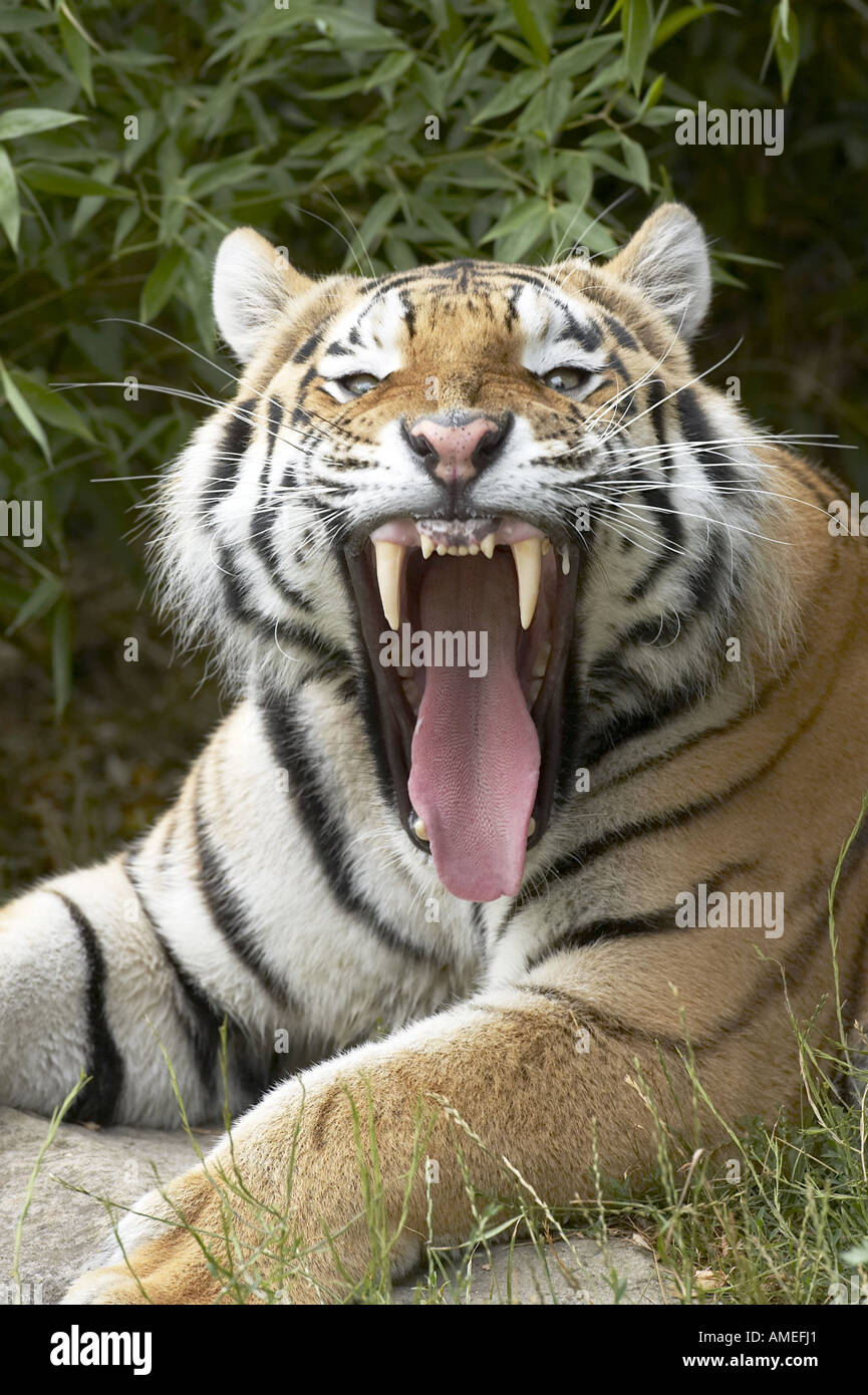 Siberian tiger, Amurian tiger (Panthera tigris altaica), portrait of a growling single animal Stock Photo