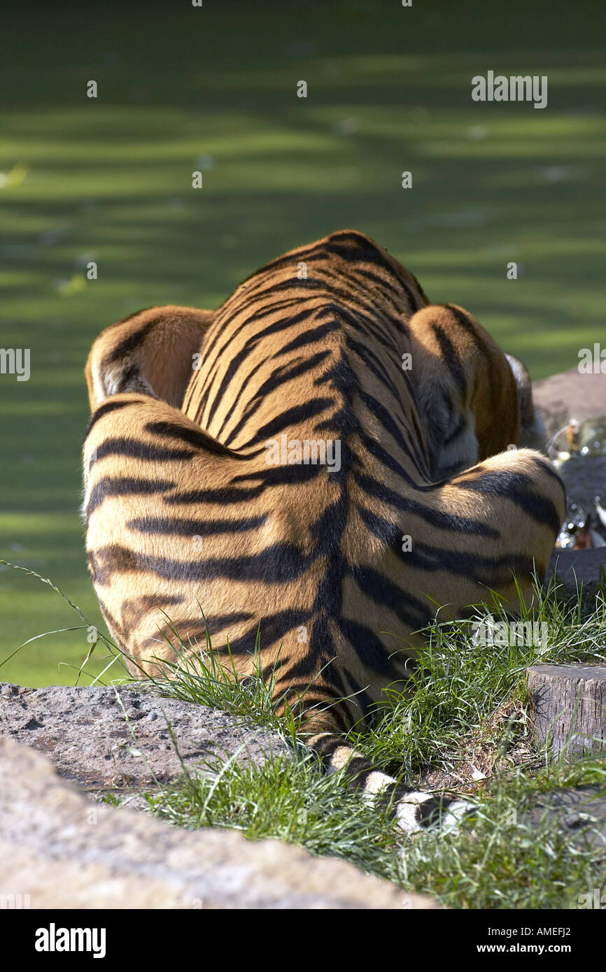 Siberian tiger, Amurian tiger (Panthera tigris altaica), view from behind on a sitting single animal at the water Stock Photo